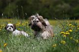 SHIH TZU 251